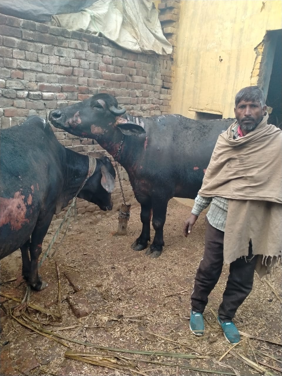 Three animals scorched due to fire in thatch