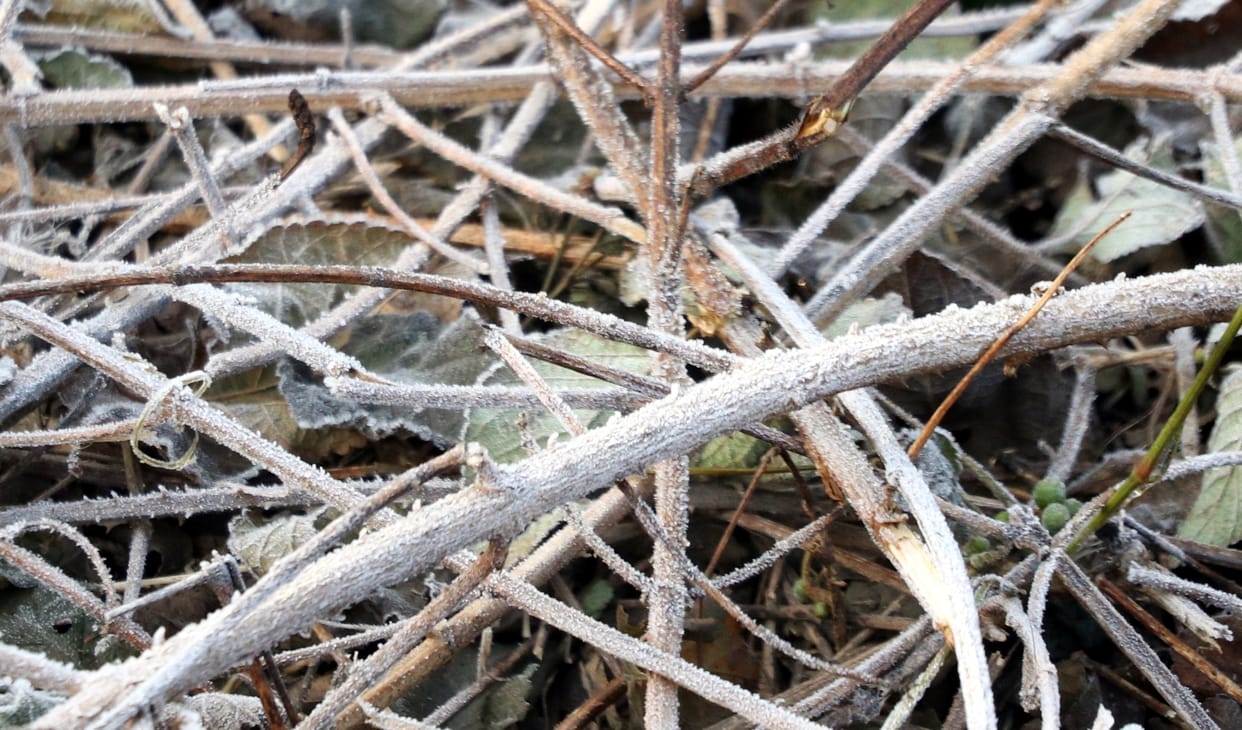 Cold and sunshine increased due to frost in the morning and evening