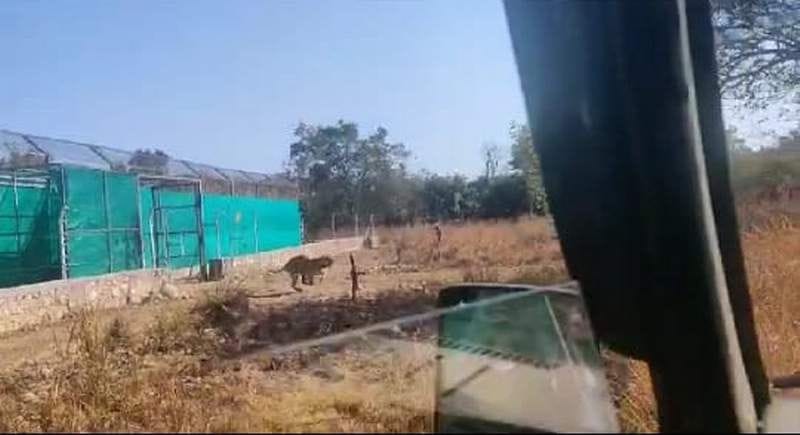 - The tigress brought from Ramnagar was released into the forest of Motichur range