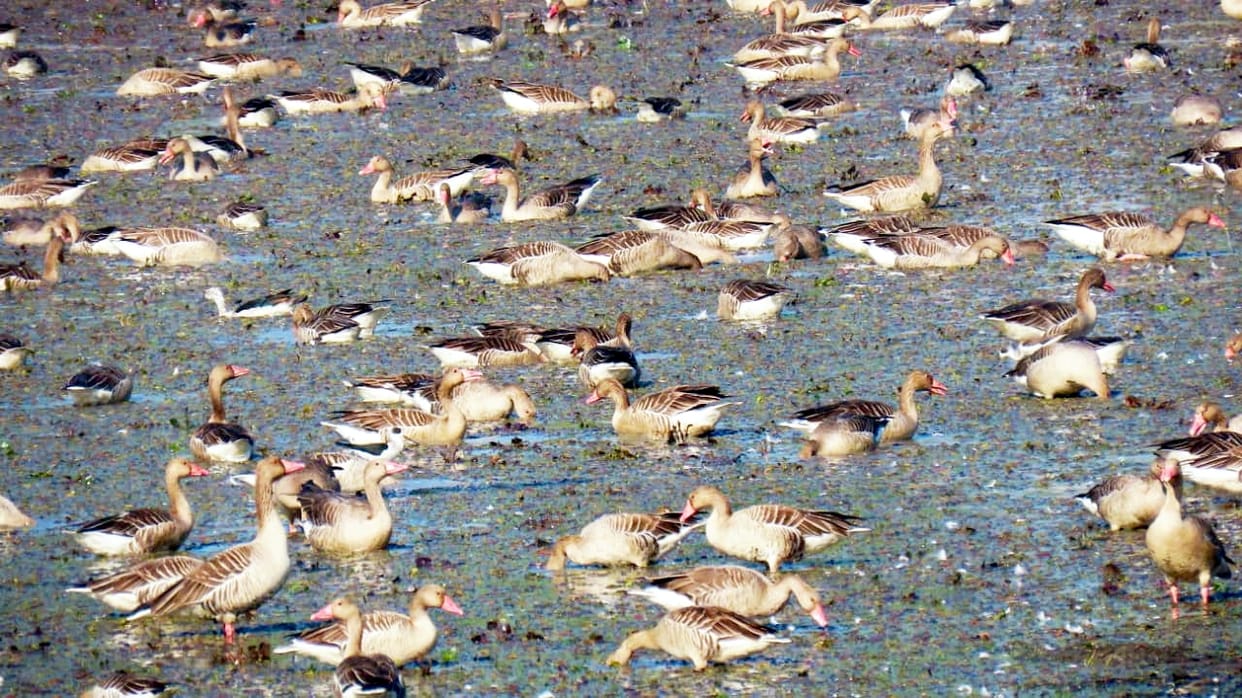 Gray lag goose is liked by haiderpur wetland