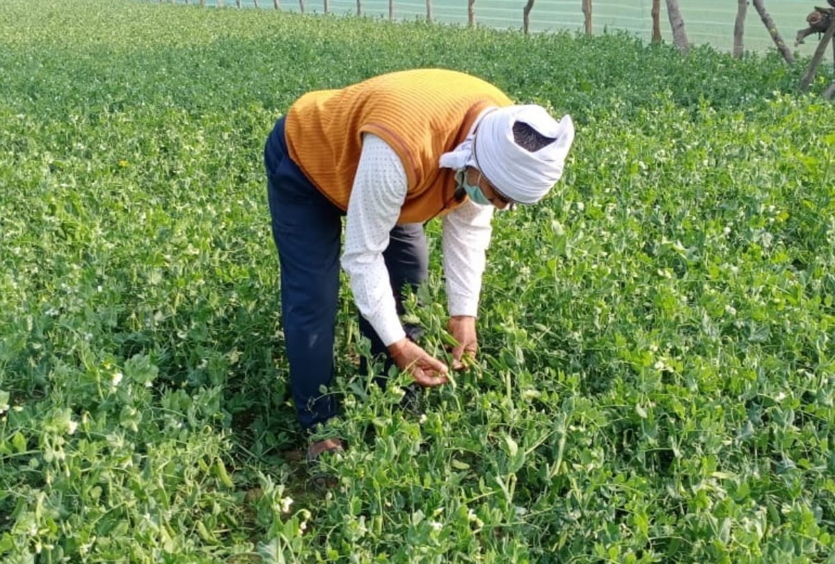 Maharajganj farmer work on land after communicating with PM Modi