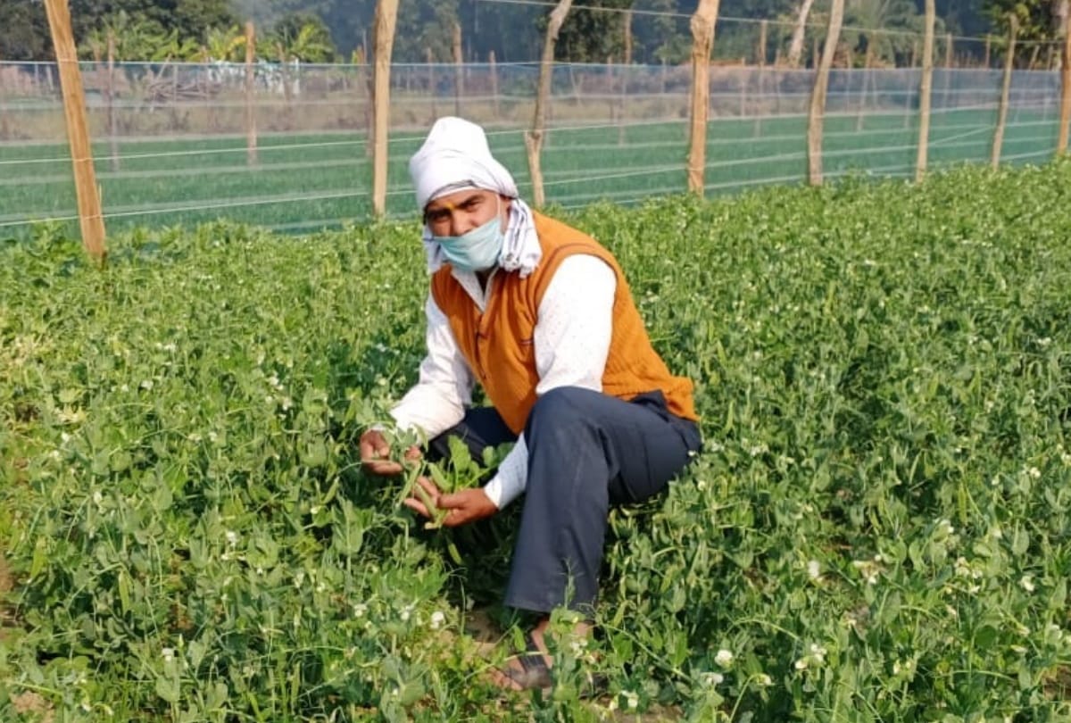 Maharajganj farmer work on land after communicating with PM Modi