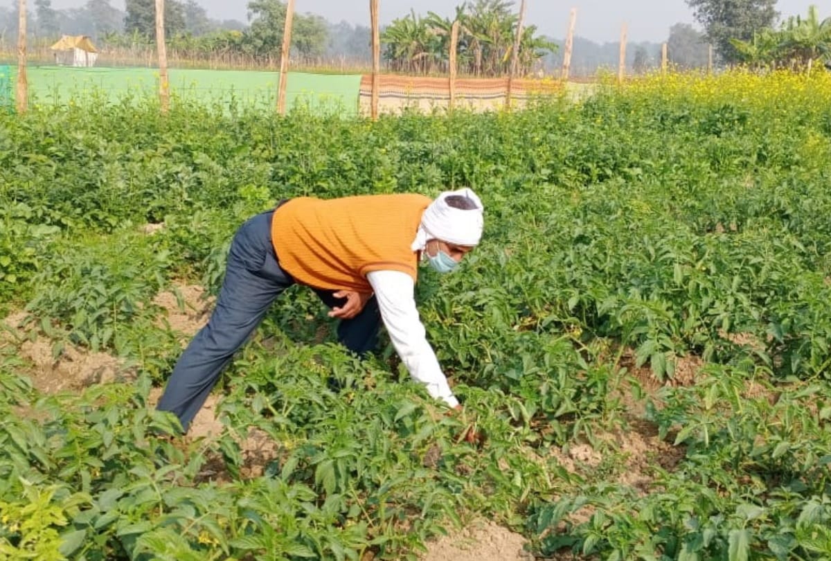 Maharajganj farmer work on land after communicating with PM Modi