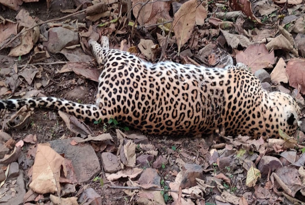 Five years old leopard killed by suspects in Jabalpur