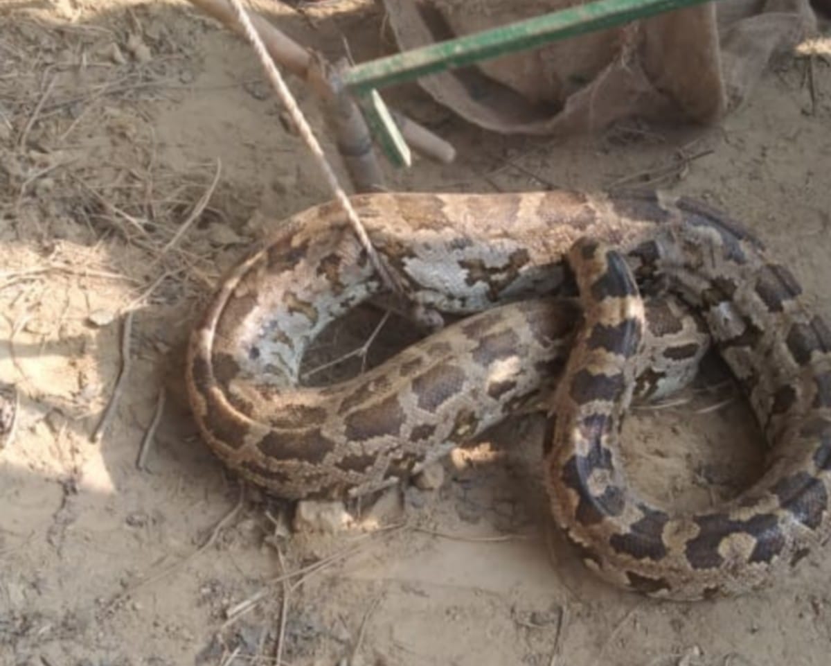Villagers were in panic after found 10 feet long dragon caught by forest department team in Varanasi