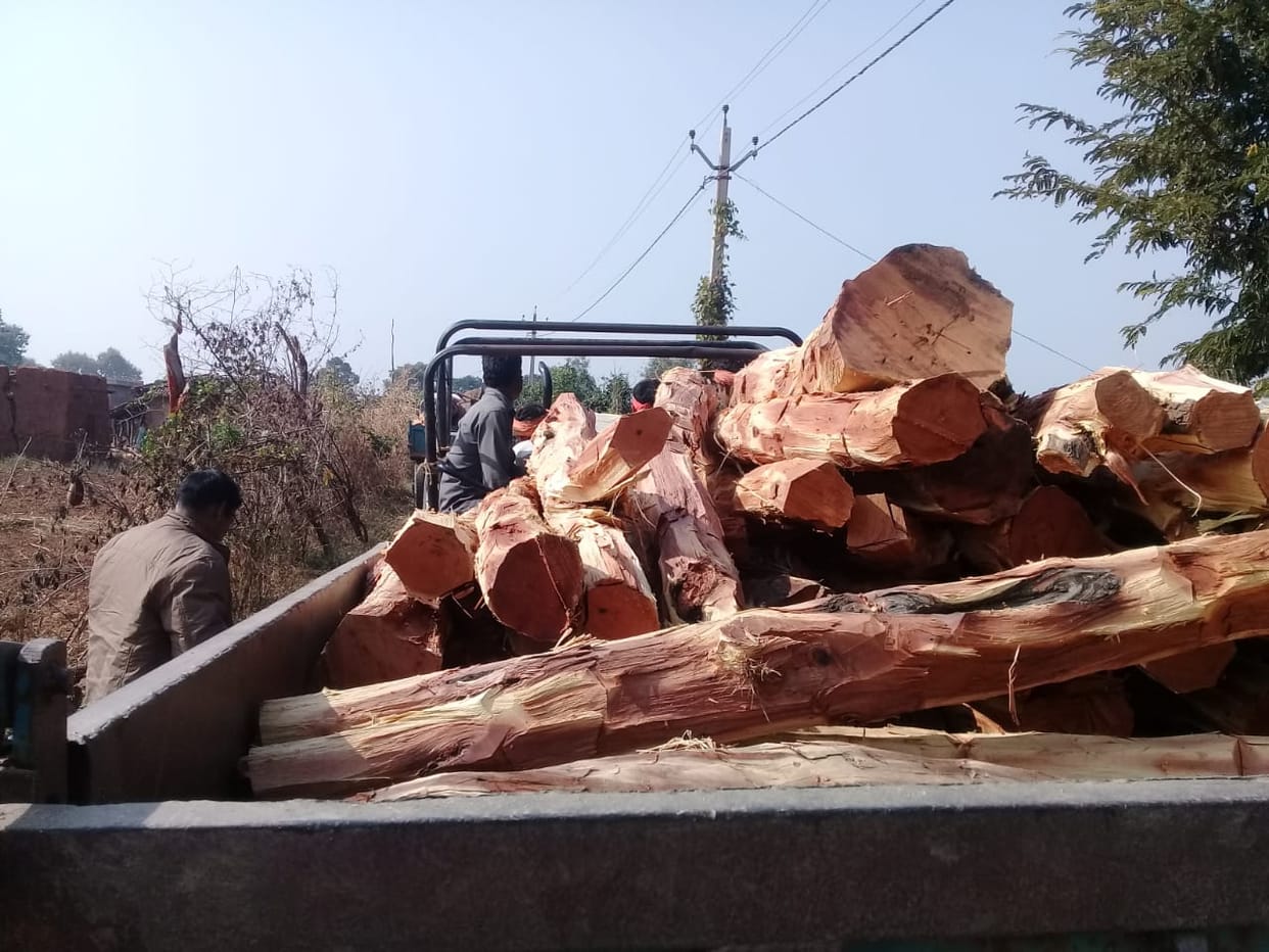 Well five people are cutting trees, wood recovered