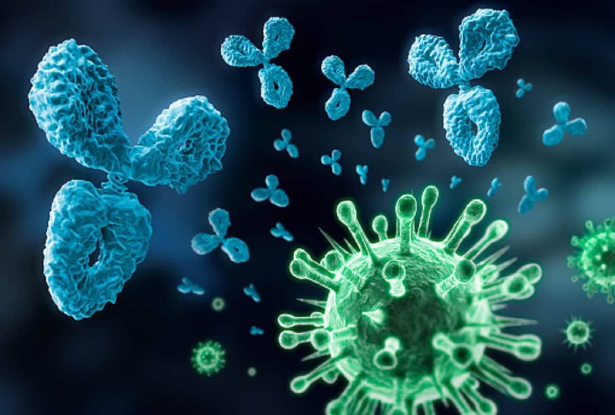 Coronavirus new study says antibodies lasts 8 months after covid 19 infection