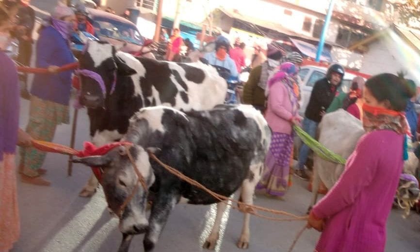 Women reached the palace with unclaimed animals
