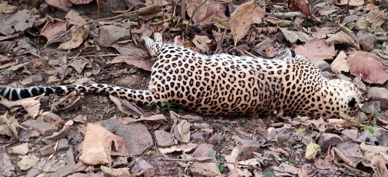 Leopard's body found in Gohani forest