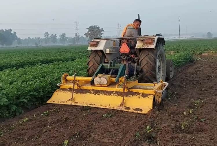 Farmer Runs Tractor On Potato Crop Due To Lack Of Fair Price In Kapurthala