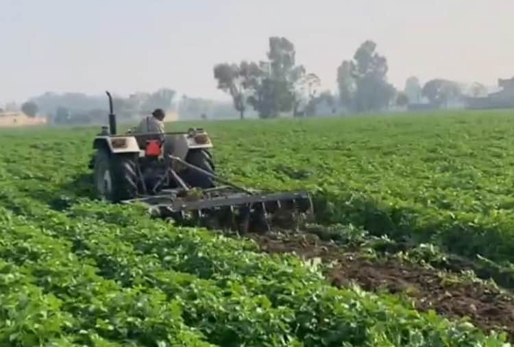 Farmer Runs Tractor On Potato Crop Due To Lack Of Fair Price In Kapurthala