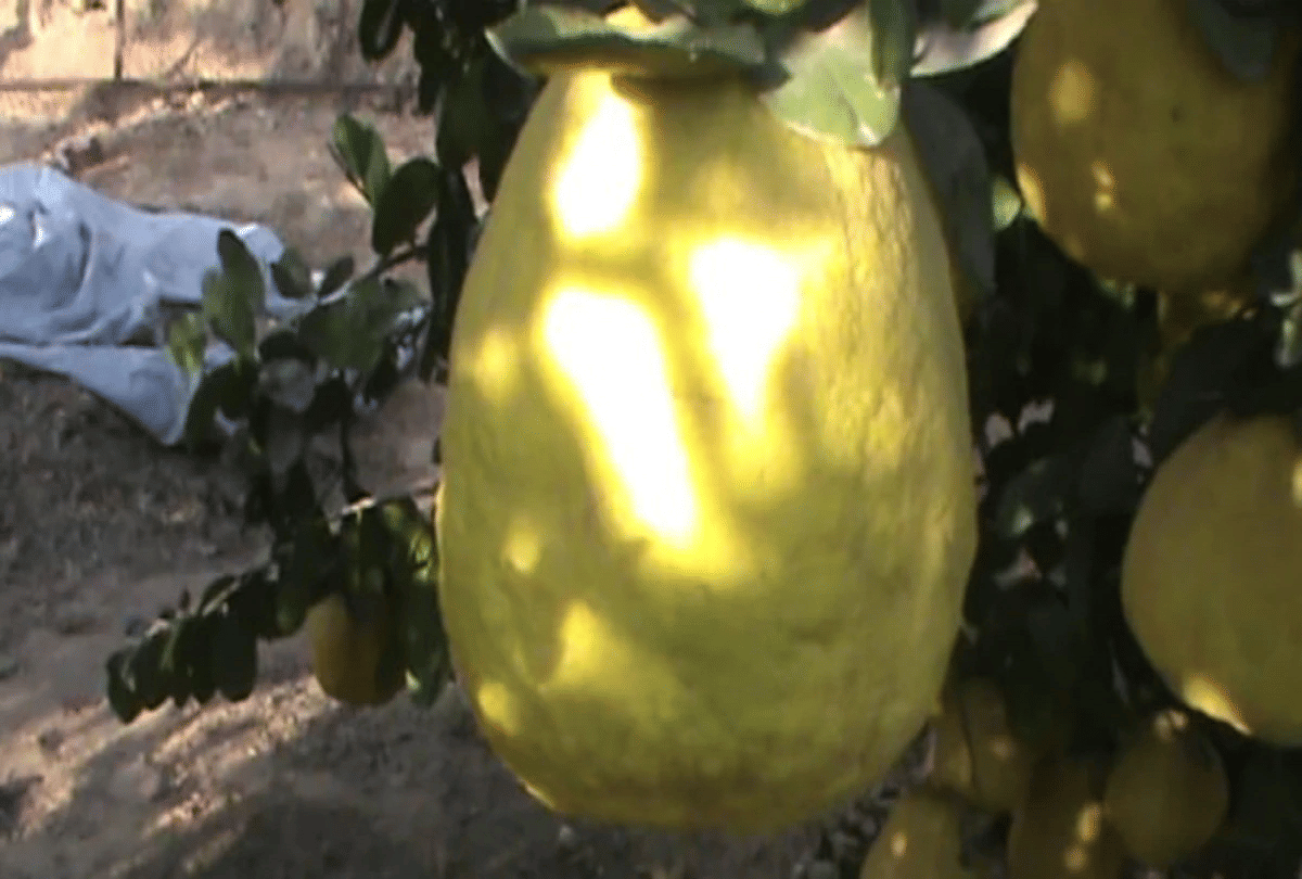 Haryana farmer grows unique lemon size like watermelon