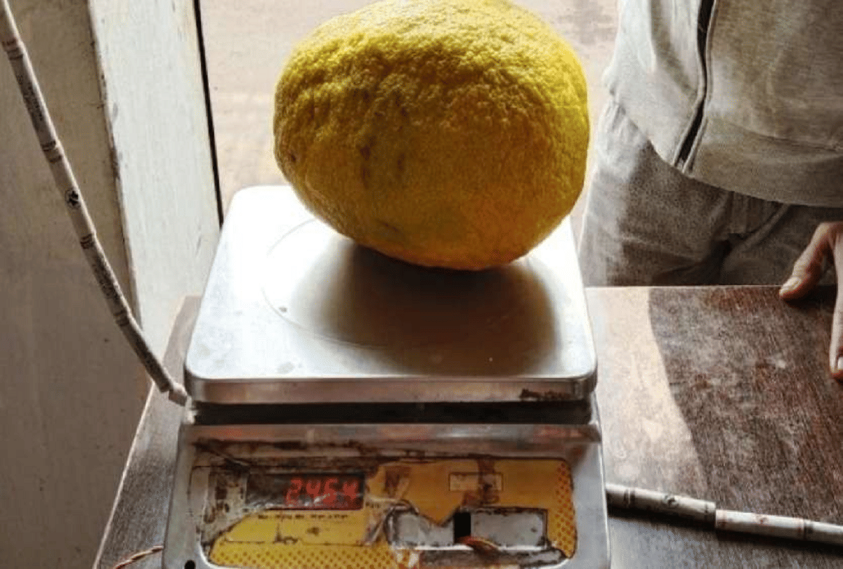 Haryana farmer grows unique lemon size like watermelon