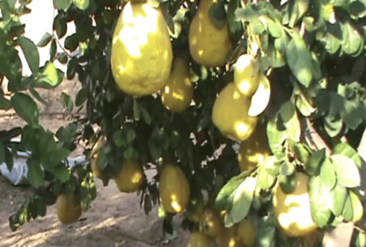 Haryana farmer grows unique lemon size like watermelon
