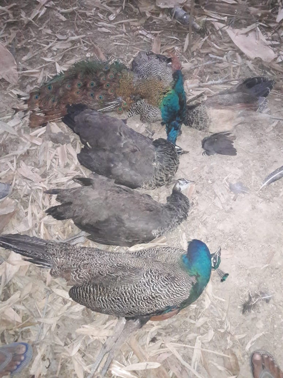 eight peacocks dead found died due to cold post mortem report revealed in jaunpur up