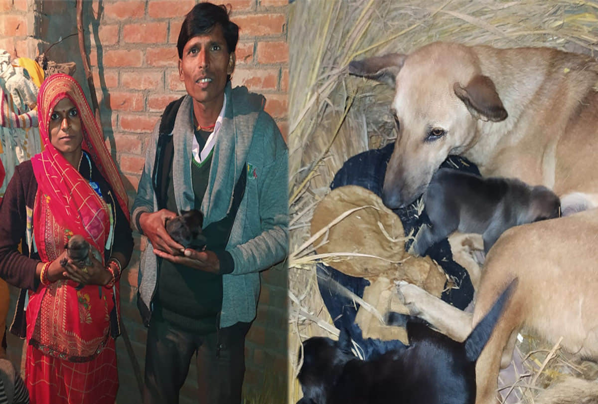 example of Animal love in auraiya