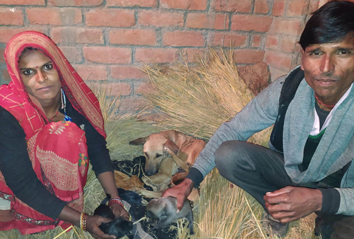 example of Animal love in auraiya