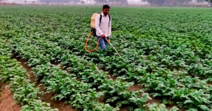 आलू की फसल में दवा का छिड़काव करते किसान