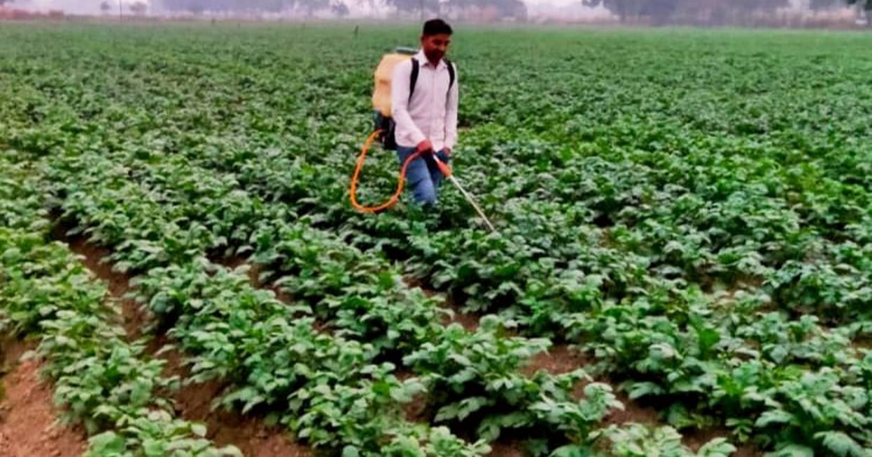 Cow urine will be shielded to protect crops from frost