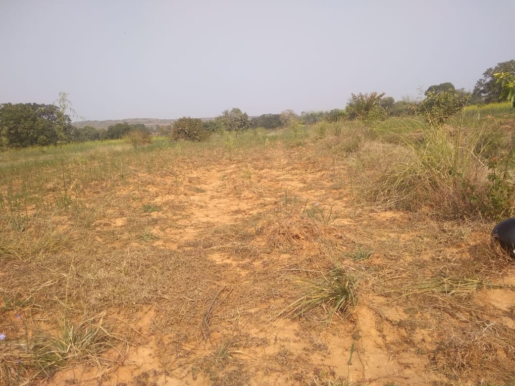 Initiative to enrich farmers through bamboo cultivation