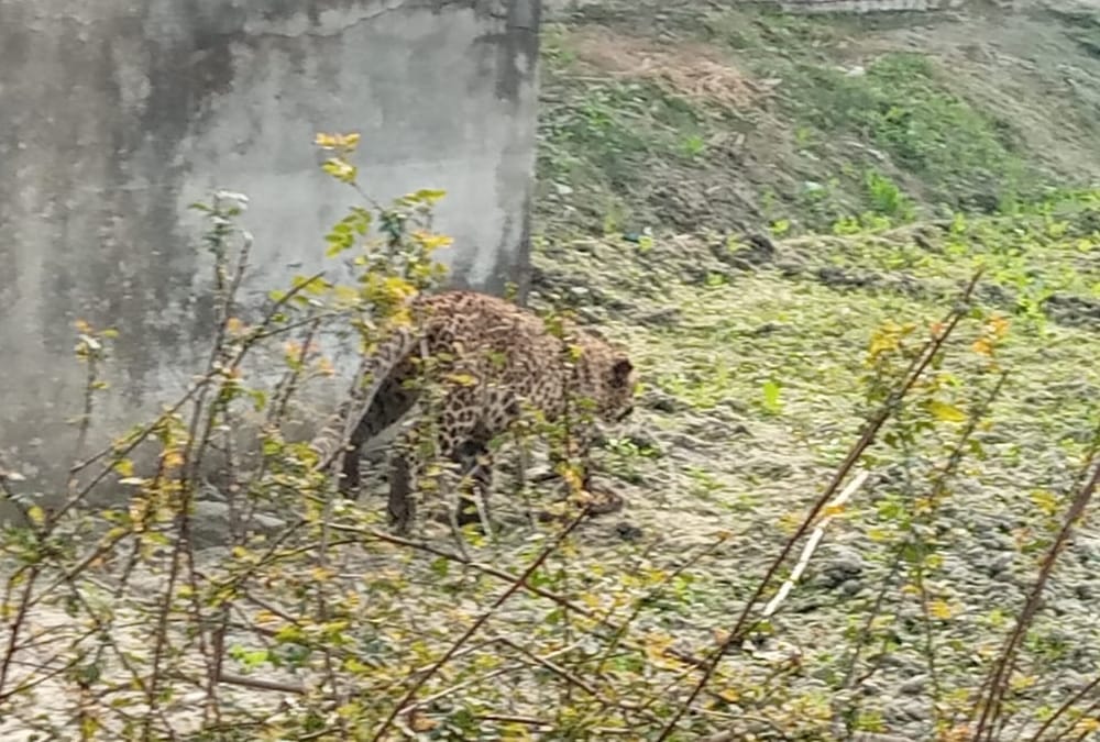 Three injured in a attack of leopard in Bahraich.