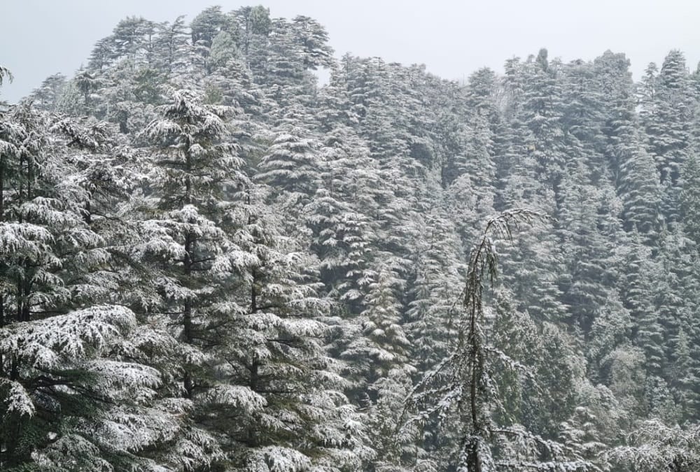 Uttarakhand Snowfall News: Season First Snowfall in Mussoorie Before New Year Beautiful Visuals