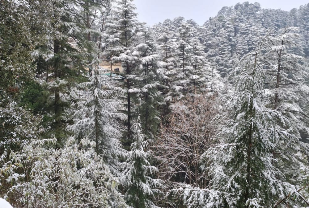 Uttarakhand Snowfall News: Season First Snowfall in Mussoorie Before New Year Beautiful Visuals