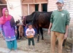 बिजनौर के गांव माधोवाला में गौवंश के पास खड़ा प्रियांशु।
