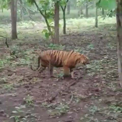 Wild Animals