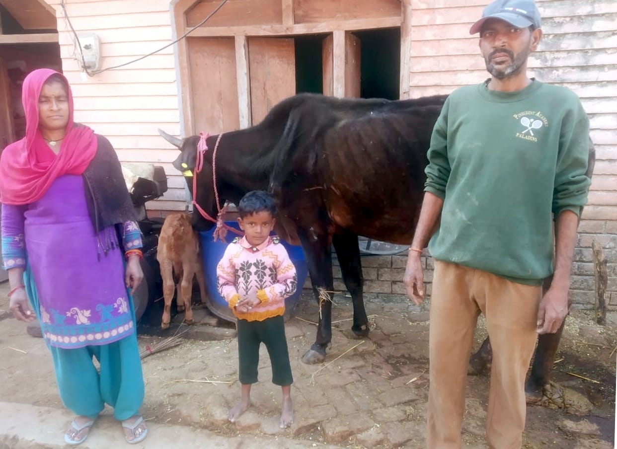Distributed malnourished cow to alleviate malnutrition