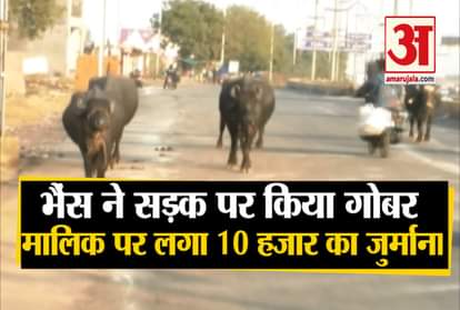 BUFFALOES DUNG FELL ON ROAD, GWALIOR MUNICIPAL CORPORATION SLAPS RS 10,000 FINE ON DAIRY OPERATOR