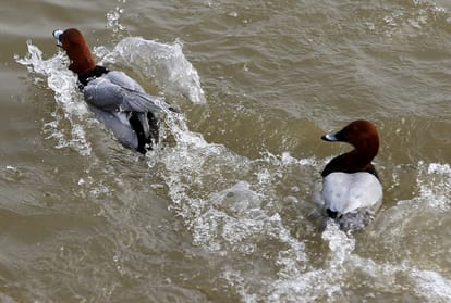 Chandigarh weather News: Chandigarh in grip of cold wave, Chandigarh weather update