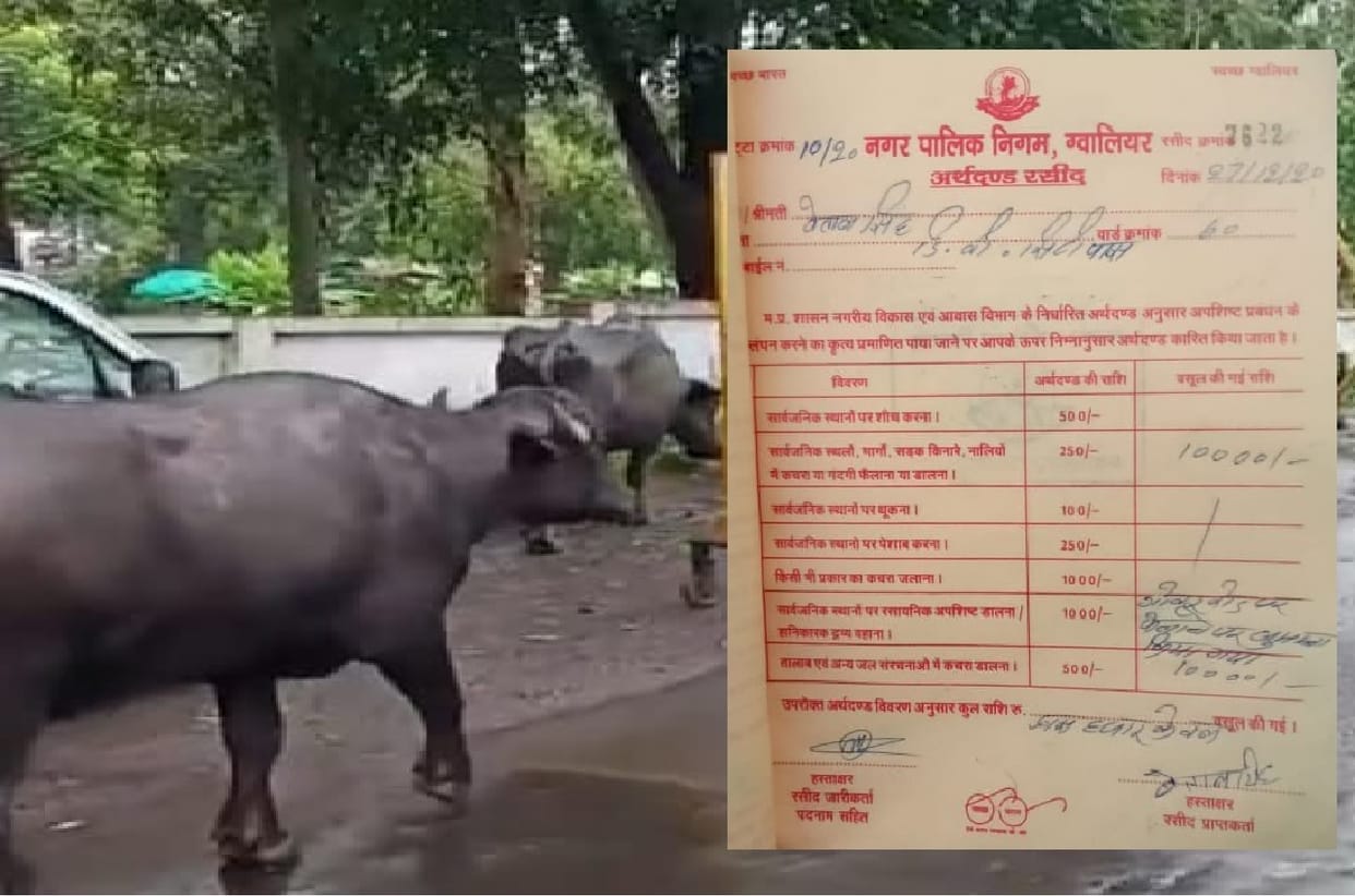 Dairy Operator of Gwalior Fined for Rupees 10000 For Buffalo Dung on Freshly Cleaned Street