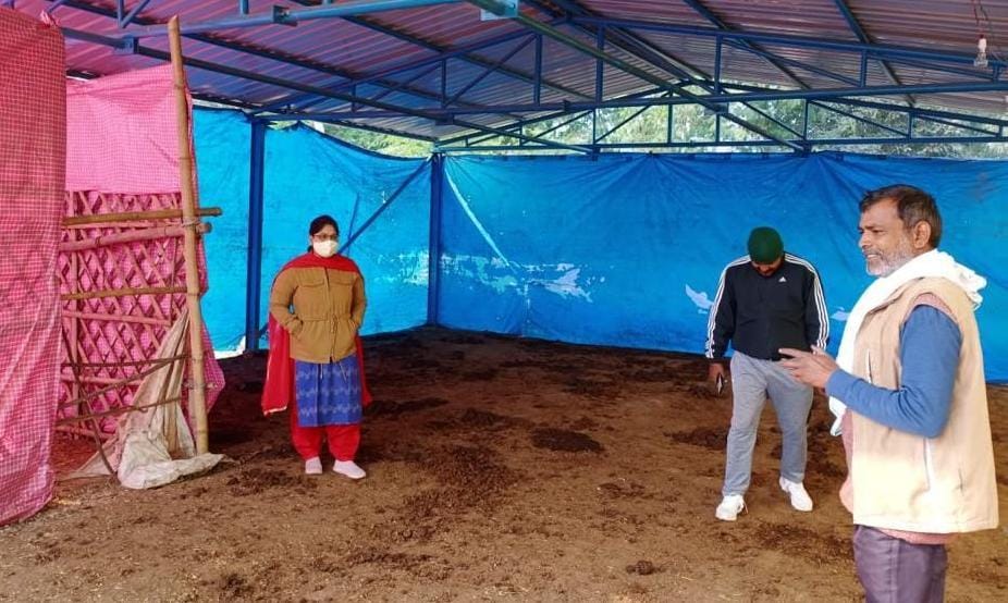 BDO inspected cowsheds