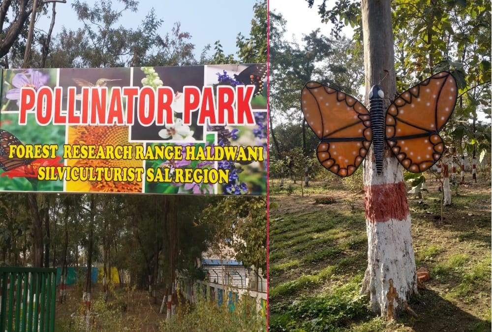 Uttarakhand Latest News : India first Pollinator Park in Haldwani Open For Public See beautiful; Photos
