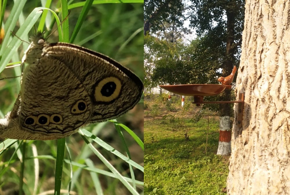 Uttarakhand Latest News : India first Pollinator Park in Haldwani Open For Public See beautiful; Photos