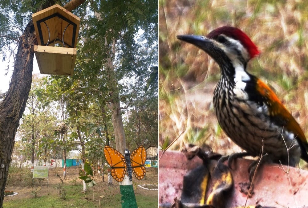 Uttarakhand Latest News : India first Pollinator Park in Haldwani Open For Public See beautiful; Photos