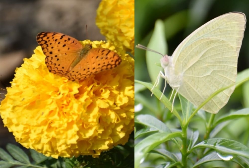 Uttarakhand Latest News : India first Pollinator Park in Haldwani Open For Public See beautiful; Photos