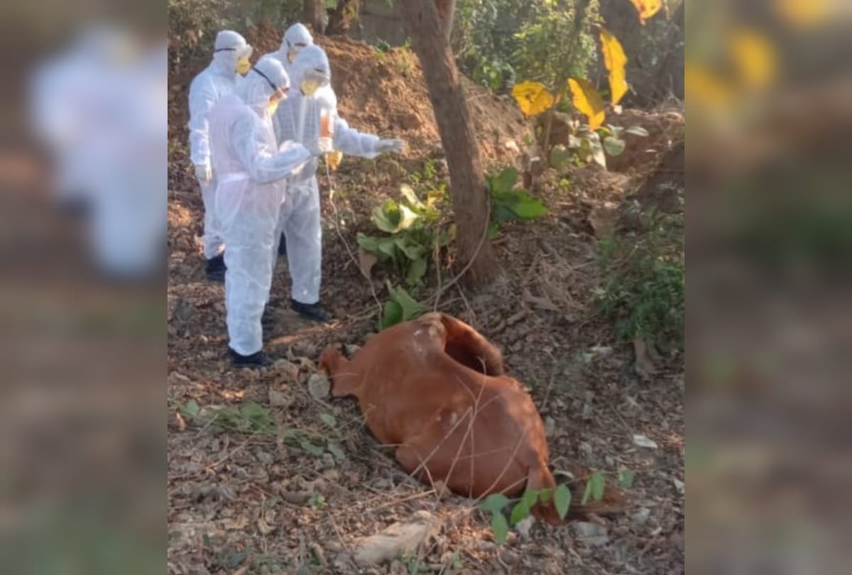 glanders positive disease horse dead in sant kabir nagar