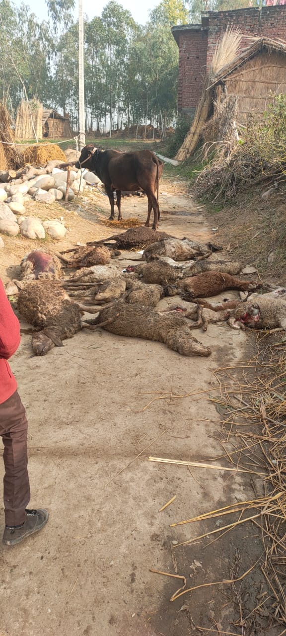 Guldar killed twenty sheep, five serious