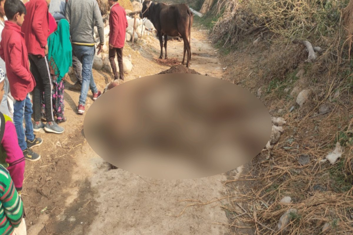 Guldar killed a dozen sheep in Saharanpur today