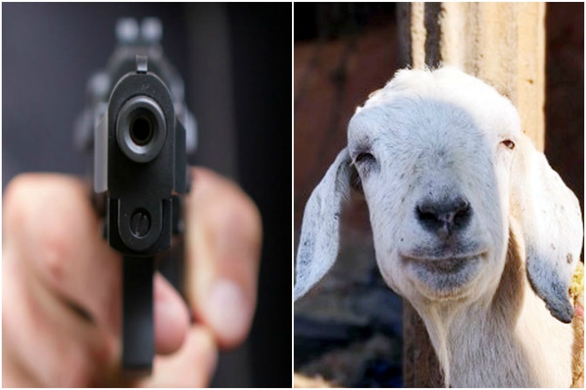 In Jaunpur miscreants goat robbery on the strength of a gun