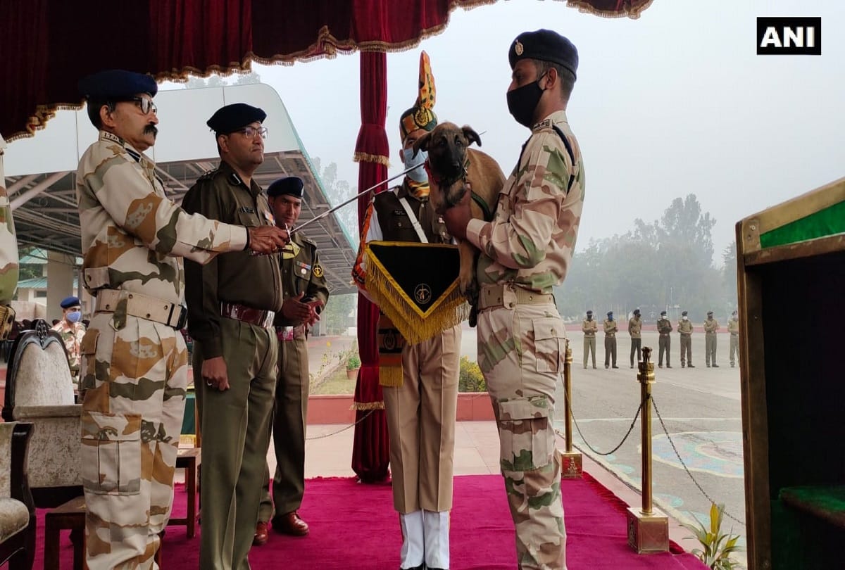 itbp dog k 9 squad naming ceremony of 16 itbp puppies in haryana panchkula
