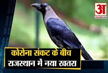 during cororna 50 crow died due to bird flu in in Jhalawar Rajasthan and other 10 big news