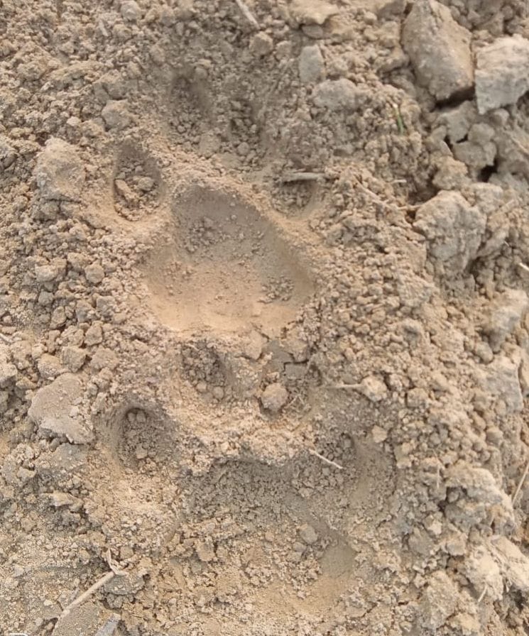 tiger terror