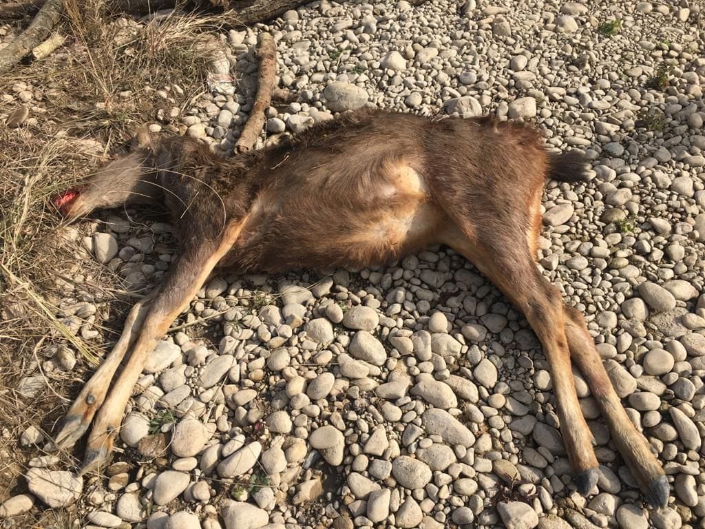 shooter kill sambhar