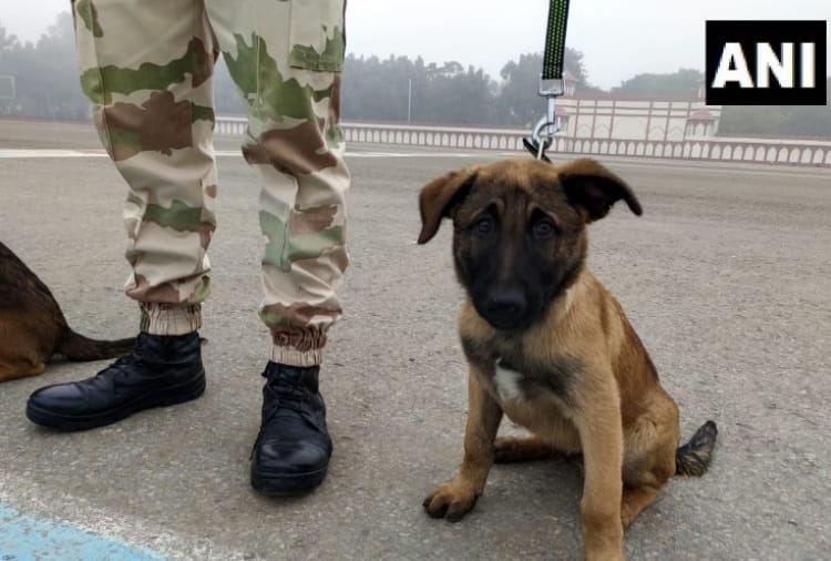 Haryana News:  ITBP gives Indian names for its K9 team members