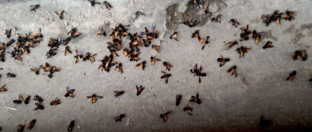 Bees started dying from excess cold