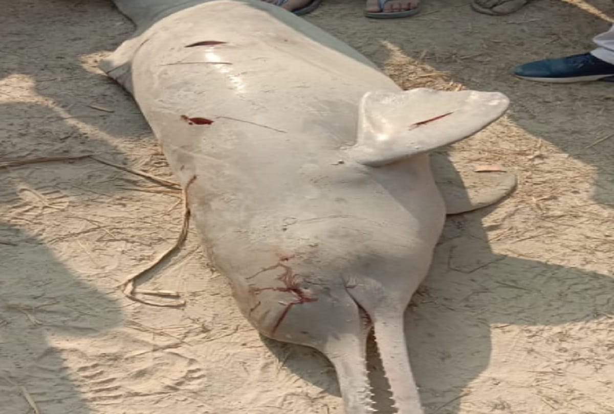 UP: Dolphins came out due to insufficient water in the canal, villagers attacked