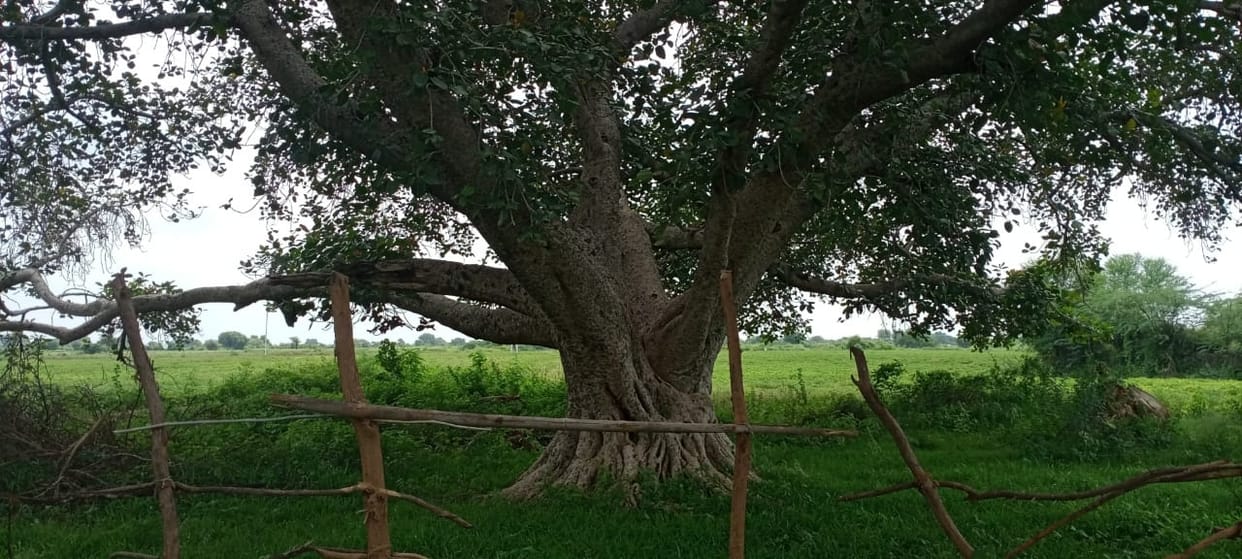 24 tree will be heritage tree for 100 years old